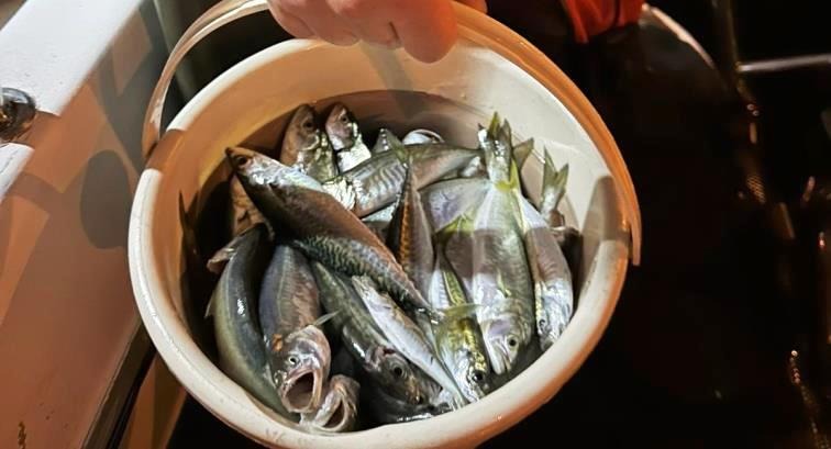 uploads/Teknede yakalanmış balıklar