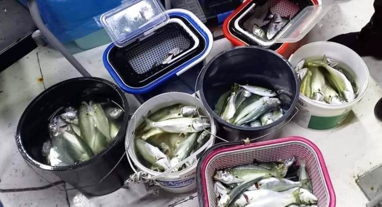 uploads/Teknede yakalanmış balıklar